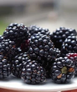 Arapaho Blackberry Live Plants - 2 Pack, 1-2 Year Old Shrubs, Outdoor - Image 2