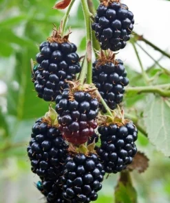 Arapaho Blackberry Live Plants - 2 Pack, 1-2 Year Old Shrubs, Outdoor - Image 3