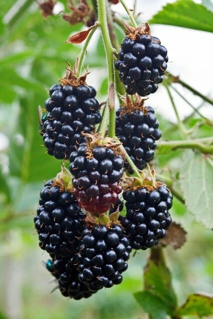 Arapaho Blackberry Live Plants - 2 Pack, 1-2 Year Old Shrubs, Outdoor - Image 3