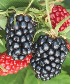 Arapaho Thornless Blackberry Live Plant – 4-6 inch Starter – Outdoor Fruit Shrub - Image 2