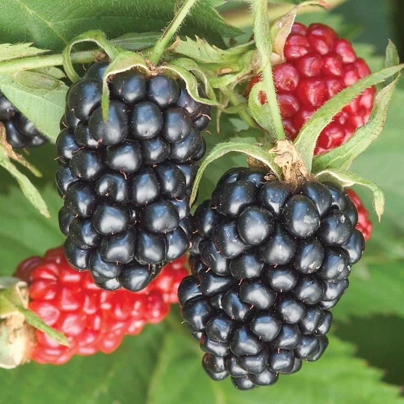 Arapaho Thornless Blackberry Live Plant – 4-6 inch Starter – Outdoor Fruit Shrub - Image 2