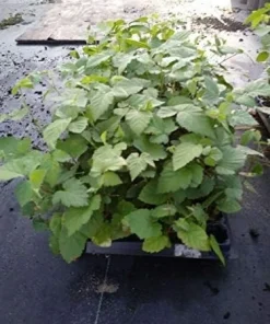 Arapaho Thornless Blackberry Live Plant – 4-6 inch Starter – Outdoor Fruit Shrub - Image 3
