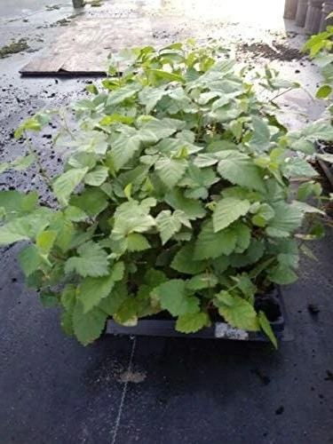Arapaho Thornless Blackberry Live Plant – 4-6 inch Starter – Outdoor Fruit Shrub - Image 3