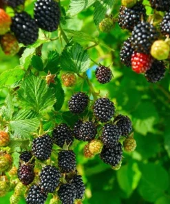 Arapaho Thornless Blackberry Live Plant – 4-6 inch Starter – Outdoor Fruit Shrub - Image 4