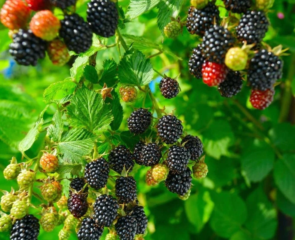 Arapaho Thornless Blackberry Live Plant – 4-6 inch Starter – Outdoor Fruit Shrub - Image 4