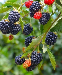 Arapaho Thornless Blackberry Live Plant – 4-6 inch Starter – Outdoor Fruit Shrub - Image 5