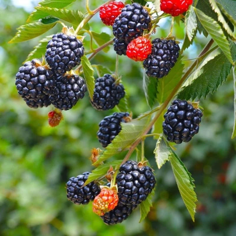Arapaho Thornless Blackberry Live Plant – 4-6 inch Starter – Outdoor Fruit Shrub - Image 5