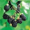 Arapaho Thornless Blackberry Live Plant – 4-6 inch Starter – Outdoor Fruit Shrub - Image 1