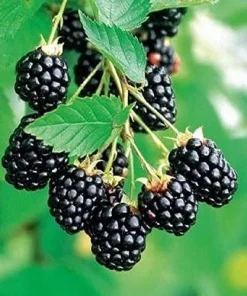 Arapaho Thornless Blackberry Live Plant – 4-6 inch Starter – Outdoor Fruit Shrub - Image 1