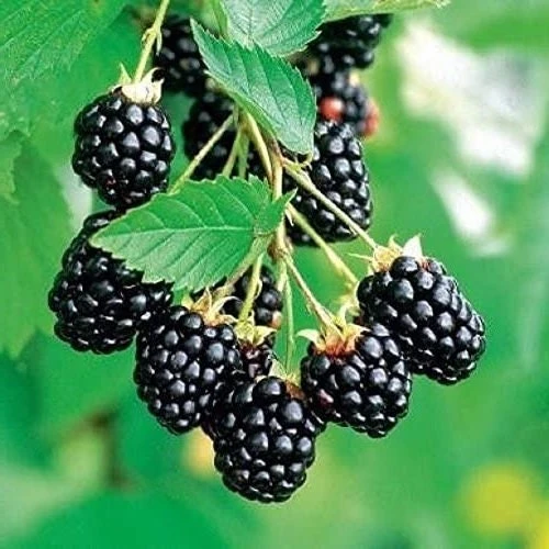 Arapaho Thornless Blackberry Live Plant – 4-6 inch Starter – Outdoor Fruit Shrub - Image 1