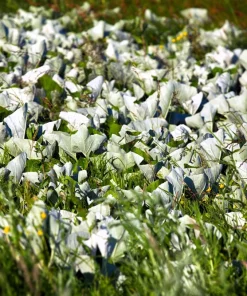 Arctic Sweet Coltsfoot Seeds - Petasites Frigidus - 100 Seeds - White Pink Flowers - Image 13