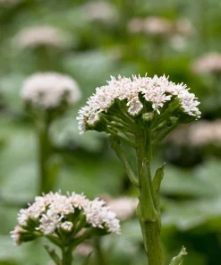Arctic Sweet Coltsfoot Seeds - Petasites Frigidus - 100 Seeds - White Pink Flowers - Image 3