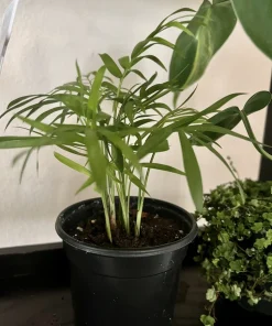 Areca Palm Live Plant - Medium Size Indoor Air Purifying Palm Tree - Image 2