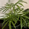 Areca Palm Live Plant - Medium Size Indoor Air Purifying Palm Tree - Image 1