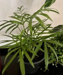 Areca Palm Live Plant - Medium Size Indoor Air Purifying Palm Tree - Image 1