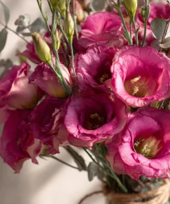 Arena III Red F1 Lisianthus Seeds - 25 Rich Berry Rose Eustoma Grandiflorum - Image 2