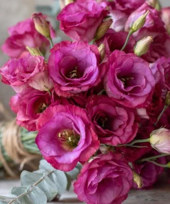 Arena III Red F1 Lisianthus Seeds - 25 Rich Berry Rose Eustoma Grandiflorum - Image 3