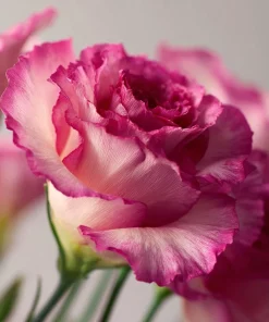 Arena III Red F1 Lisianthus Seeds - 25 Rich Berry Rose Eustoma Grandiflorum - Image 4