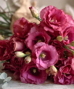 Arena III Red F1 Lisianthus Seeds - 25 Rich Berry Rose Eustoma Grandiflorum - Image 5