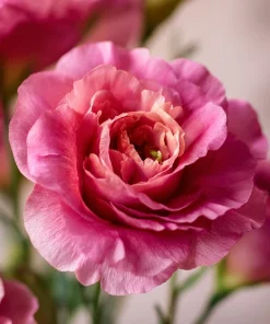Arena III Red F1 Lisianthus Seeds - 25 Rich Berry Rose Eustoma Grandiflorum - Image 6