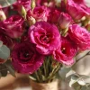 Arena III Red F1 Lisianthus Seeds - 25 Rich Berry Rose Eustoma Grandiflorum - Image 1