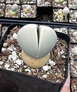 Argyroderma Testiculare Succulent Plant – Live Plant – 2 inch pot – Indoor - Image 2