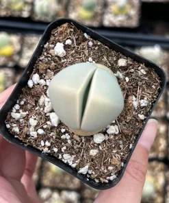 Argyroderma Testiculare Succulent Plant – Live Plant – 2 inch pot – Indoor - Image 3
