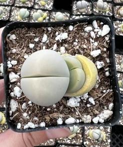 Argyroderma Testiculare Succulent Plant – Live Plant – 2 inch pot – Indoor - Image 4