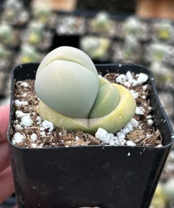 Argyroderma Testiculare Succulent Plant – Live Plant – 2 inch pot – Indoor - Image 5
