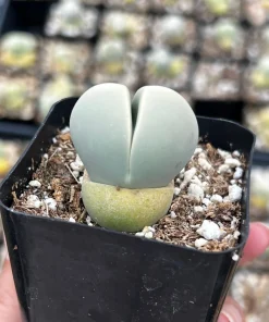 Argyroderma Testiculare Succulent Plant – Live Plant – 2 inch pot – Indoor - Image 6