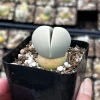 Argyroderma Testiculare Succulent Plant – Live Plant – 2 inch pot – Indoor - Image 1