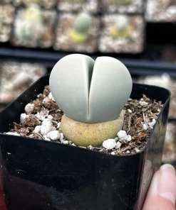 Argyroderma Testiculare Succulent Plant – Live Plant – 2 inch pot – Indoor - Image 1