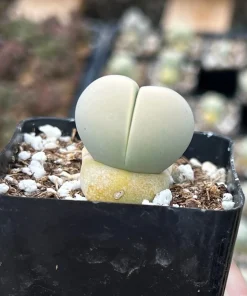 Argyroderma Testiculare Succulent Plant – Live Plant – 2 inch pot – Indoor - Image 7