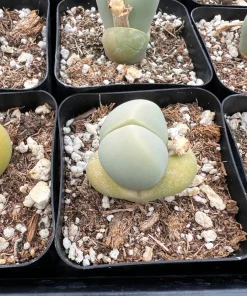 Argyroderma Testiculare Succulent Plant – Live Plant – 2 inch pot – Indoor - Image 8
