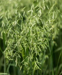 Armor Oat Seeds - Avena Sativa Cover Crop Seeds - 250 Quantity - Image 2
