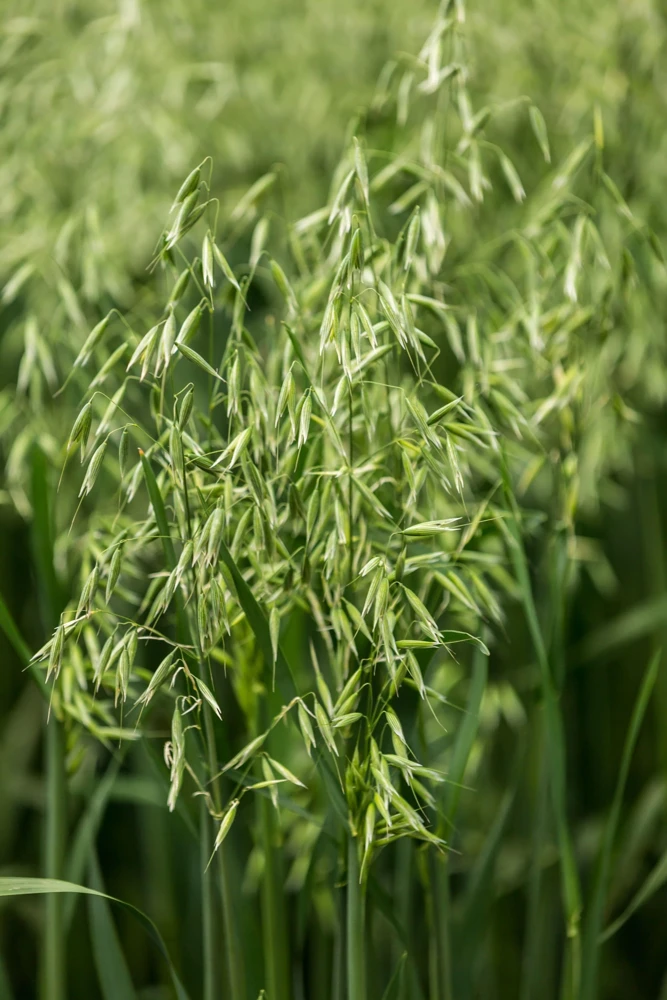 Armor Oat Seeds - Avena Sativa Cover Crop Seeds - 250 Quantity - Image 2