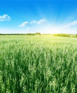 Armor Oat Seeds - Avena Sativa Cover Crop Seeds - 250 Quantity - Image 3
