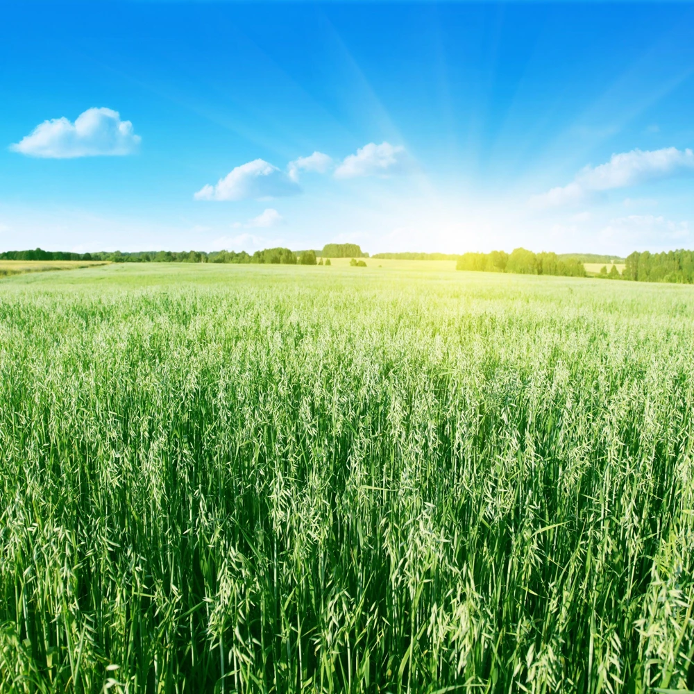 Armor Oat Seeds - Avena Sativa Cover Crop Seeds - 250 Quantity - Image 3