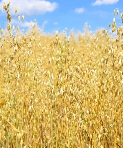 Armor Oat Seeds - Avena Sativa Cover Crop Seeds - 250 Quantity - Image 4