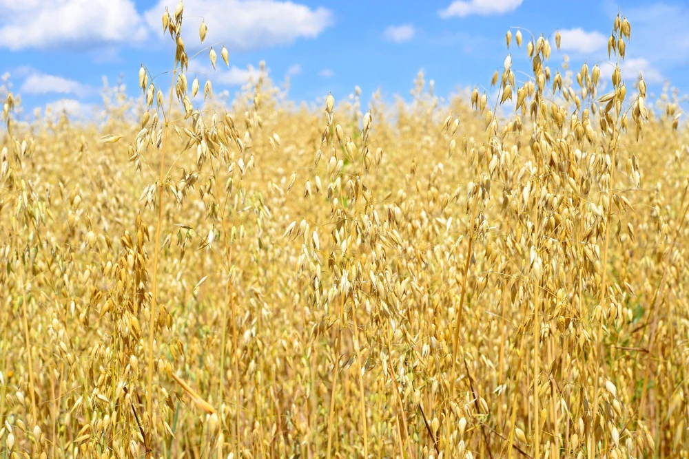 Armor Oat Seeds - Avena Sativa Cover Crop Seeds - 250 Quantity - Image 4
