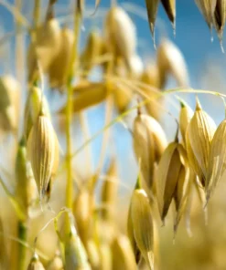 Armor Oat Seeds - Avena Sativa Cover Crop Seeds - 250 Quantity - Image 5