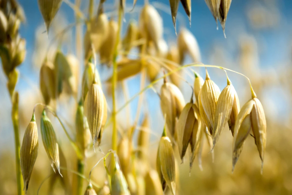 Armor Oat Seeds - Avena Sativa Cover Crop Seeds - 250 Quantity - Image 5