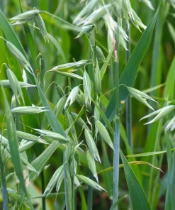 Armor Oat Seeds - Avena Sativa Cover Crop Seeds - 250 Quantity - Image 6