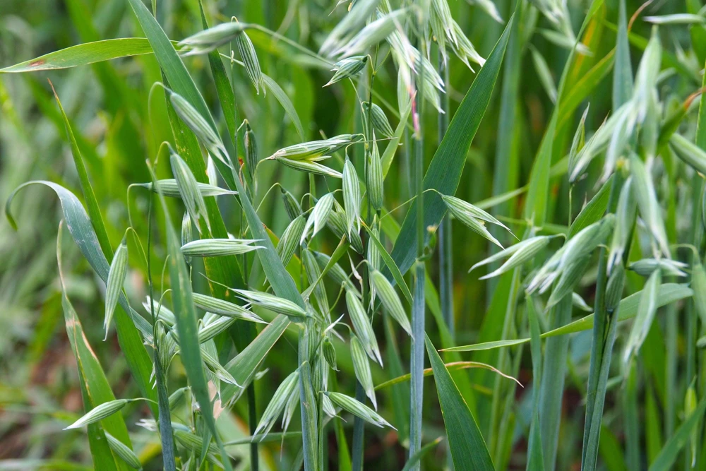 Armor Oat Seeds - Avena Sativa Cover Crop Seeds - 250 Quantity - Image 6