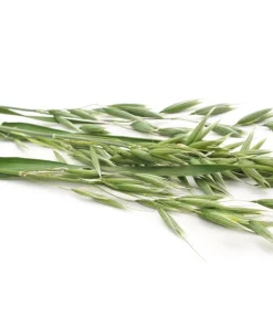 Armor Oat Seeds - Avena Sativa Cover Crop Seeds - 250 Quantity - Image 7