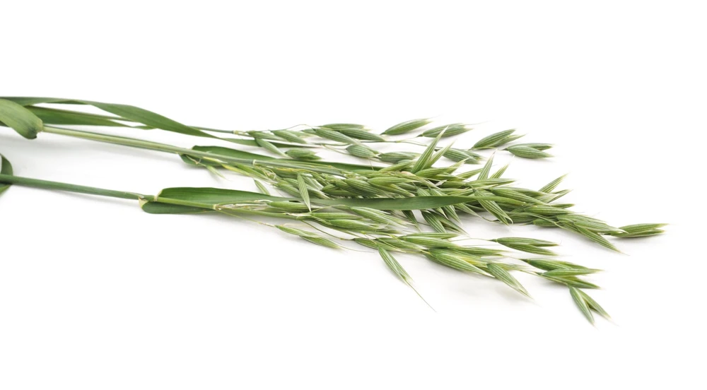 Armor Oat Seeds - Avena Sativa Cover Crop Seeds - 250 Quantity - Image 7