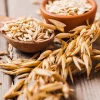 Armor Oat Seeds - Avena Sativa Cover Crop Seeds - 250 Quantity - Image 1