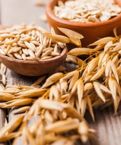Armor Oat Seeds - Avena Sativa Cover Crop Seeds - 250 Quantity - Image 1