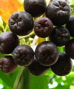 Aronia Black Chokeberry Cuttings – Set of 12 Unrooted – Berry Producing Shrub - Image 2