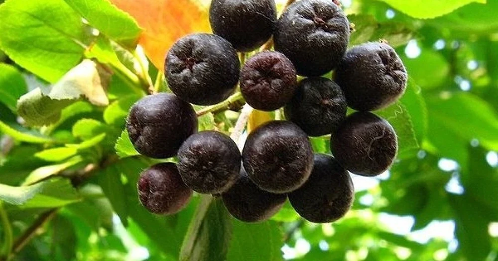 Aronia Black Chokeberry Cuttings – Set of 12 Unrooted – Berry Producing Shrub - Image 2